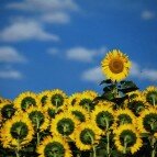 Sunflower Stands Out